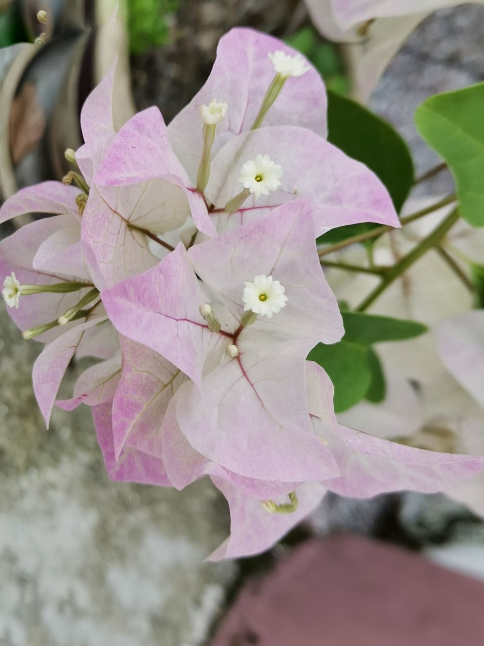 plant, flower, flowering plant, beauty in nature, pink, freshness, close-up, fragility, blossom, growth, petal, nature, flower head, inflorescence, plant part, leaf, focus on foreground, no people, springtime, lilac, outdoors, botany, day, selective focus, pollen, tree, branch, macro photography, shrub