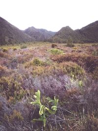 Scenic view of landscape