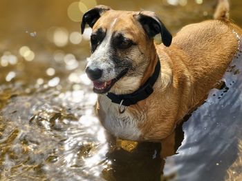 Close-up of dog