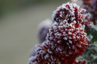 Close-up of snow on plant