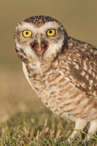 Close-up portrait of owl