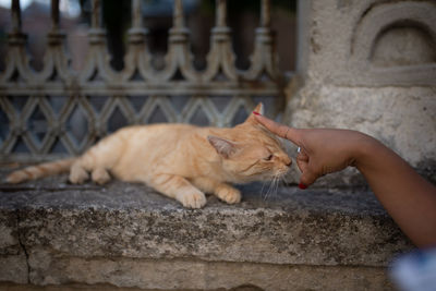 Cat lying on a hand