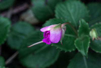 Close-up of pink rose flower