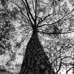 Low angle view of bare tree against sky