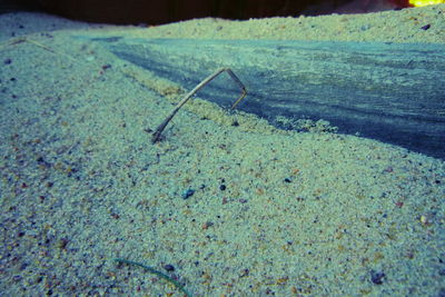 High angle view of insect on sea shore