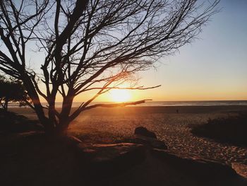 Silhouette tree on beach against clear sky at sunset