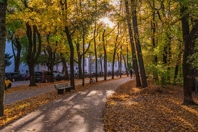 Road amidst trees during autumn