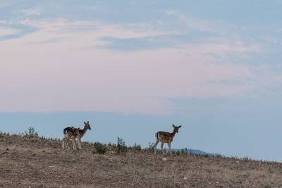 Horses standing on field against sky