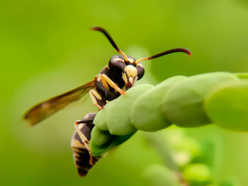 Close-up of insect on plant