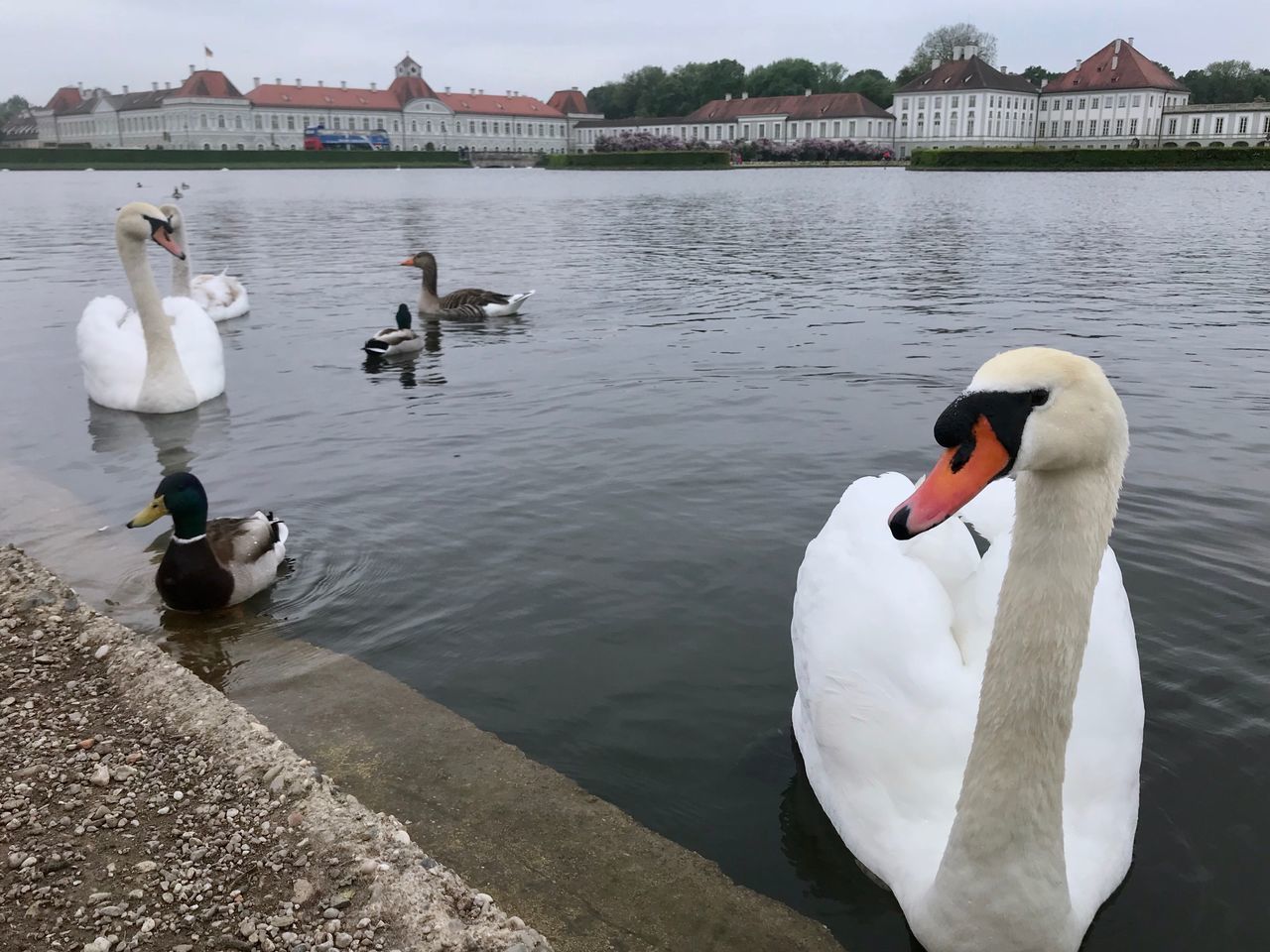 SWANS FLOATING ON LAKE