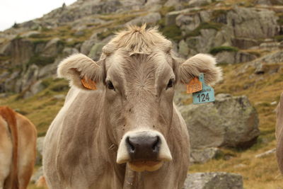 Brown mountain cows in the forest in the wild