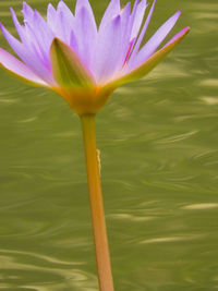 Close-up of water lily in lake