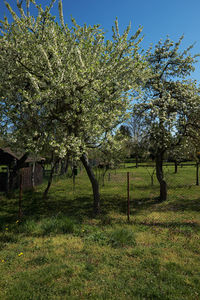 Trees on field against sky