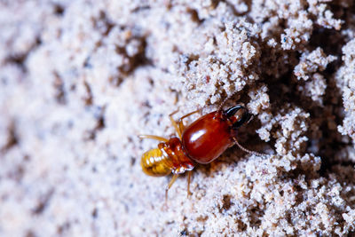 Close-up of insect