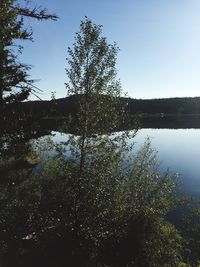 Reflection of trees in calm lake