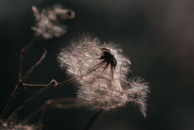 Close-up of dried thistle