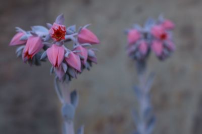 Close-up of pink flowers blooming outdoors