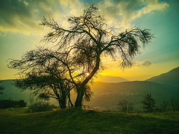 Tree on field against sky at sunset