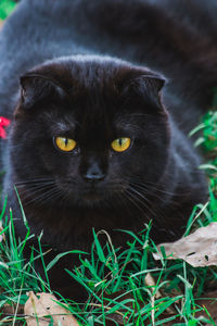 Close-up portrait of black cat