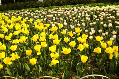 Yellow flowering plants on field