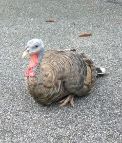 High angle view of duck