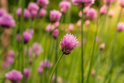 Close-up of purple coneflower blooming on field