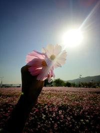 Sun shining through flowers on field