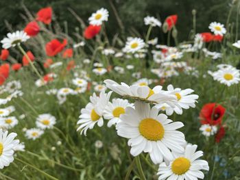 Close-up of white daisy flowers on field