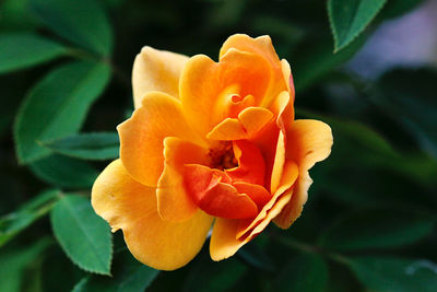 Close-up of orange rose flower