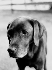 Close-up of dog looking away