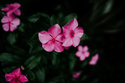 Close-up of pink flowering plant in park