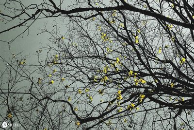 Low angle view of tree against sky