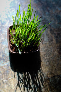 Close-up of potted plant