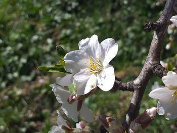 Close-up of white cherry blossom tree