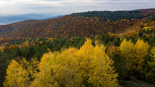 Scenic view of yellow trees against sky during autumn