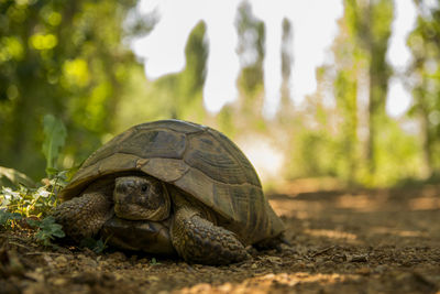 Close-up of tortoise