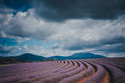 Scenic view of lavender field against cloudy sky