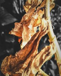 Close up of plant against blurred background