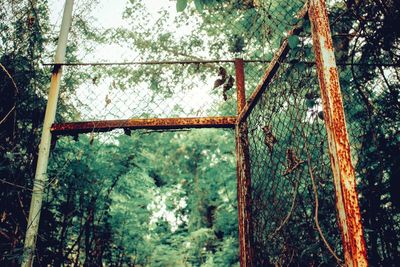 Low angle view of old trees in forest