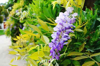Close-up of purple flowering plants