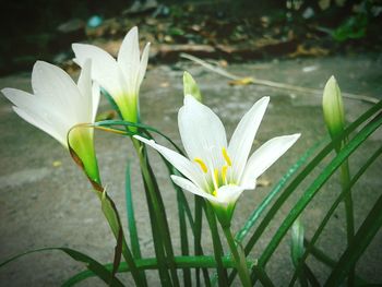 Close-up of white crocus blooming outdoors