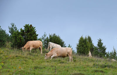 Low angle view of cows grazing on grassy hill against clear sky