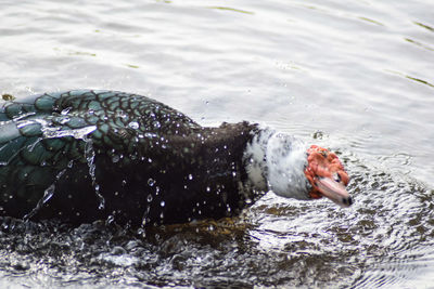 Close-up of duck swimming in lake