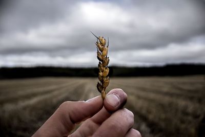 Close-up of hand holding lizard on field against sky