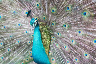 Close-up of peacock