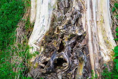 Close-up of tree trunk