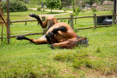 View of dog relaxing on field