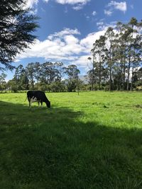 Horse on field against sky