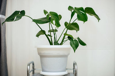 Close-up of potted plant against white wall at home