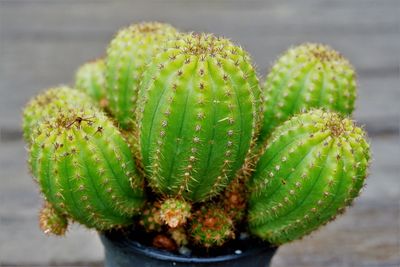 Close-up of succulent plant